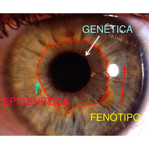 Microsemiótica irídea​ em Porto Alegre